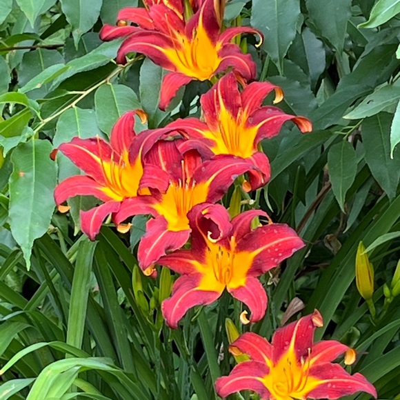 Meet your Posher, Donna - Picture 3 of 5